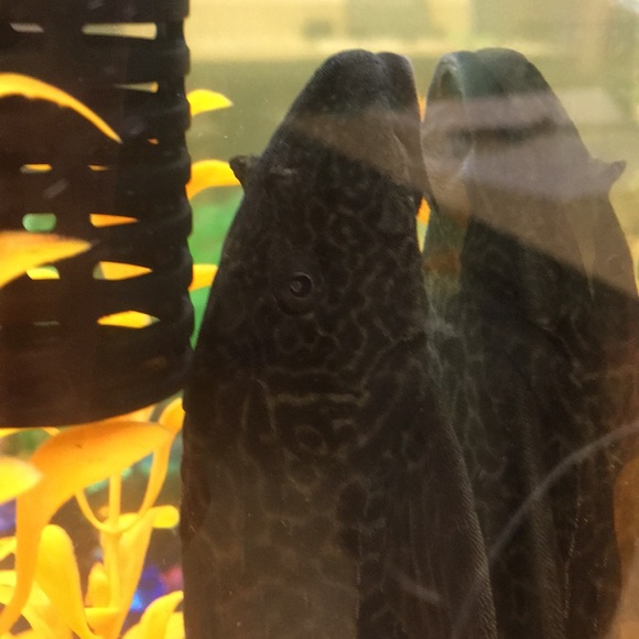 Meet your Posher, Georgette - Picture 1 of 1